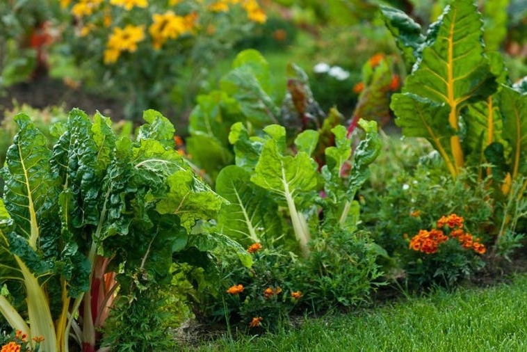 DUCV’s Student Gardening Initiative