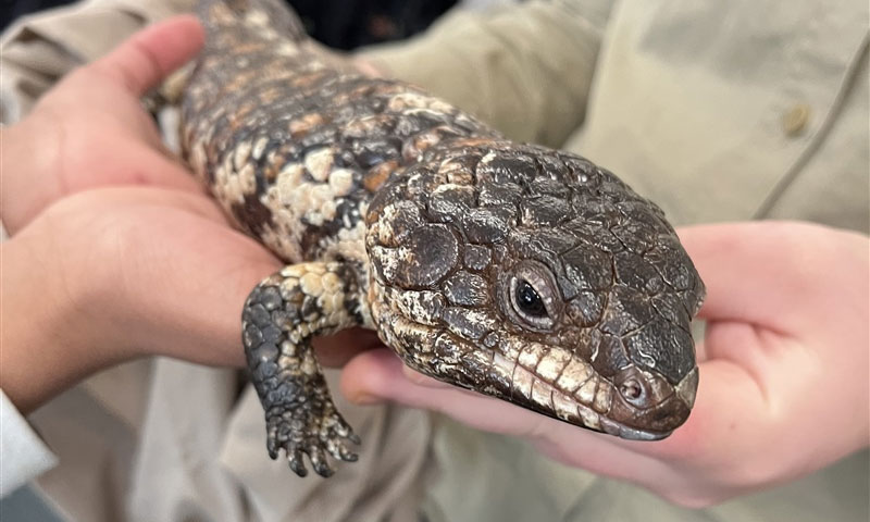 Grade 3 Science Incursion on Reptile Encounters