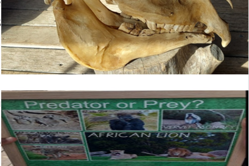 Exploring the Wild: Grade 4 DUA’s Learning Adventure at Werribee Zoo